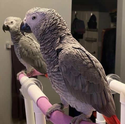 Timneh African Grey, Congo African Grey, Pets Preschool Theme, Grey Parrot, African Grey Parrot, Reptiles Pet, Unusual Animals, African Grey, Tropical Birds