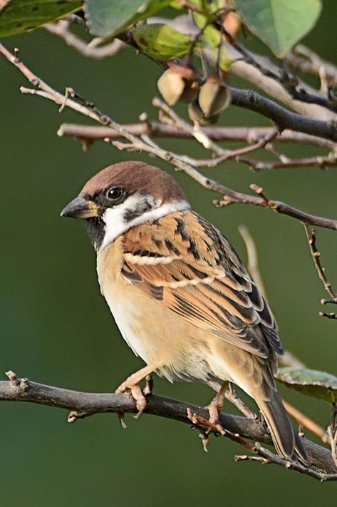 Eurasian Tree Sparrow, Tree Sparrow, Bamboo Tattoo, Black Woman Artwork, Eagle Pictures, House Sparrow, Lovely Creatures, Bird Illustration, Bird Photo