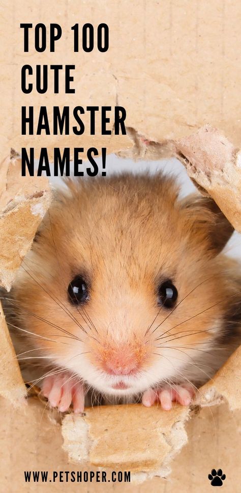 TOP 100 Cute Hamster Names only the best names for your hamster! #HamsterNames #Hamster #TOP100HamsterNames #CuteHamsterNames #TOPHamsterNames Hamsters Cute, Cute Names For Hamsters, Hamster Names Ideas, Hamster Feeding Schedule, Hamster Names Boy, Pet Hamster, Hamster Stuff, Hamster Cute, Cute Hamster