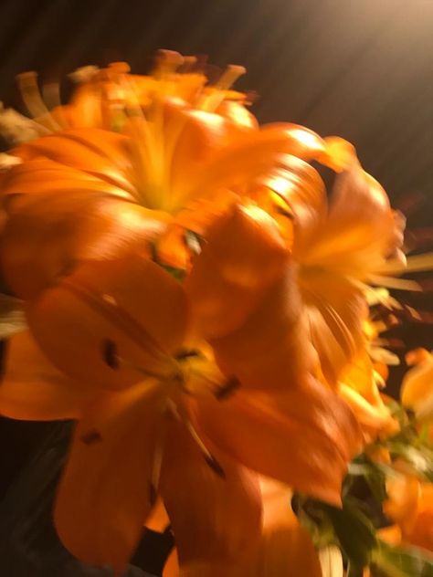 Tangerine Color Aesthetic, August Leo Aesthetic, Orange Aura Aesthetic, Orange Flower Aesthetic, Yellow Orange Flowers, Orange Aura, Golden Hour Aesthetic, Fleur Orange, Flowers Orange