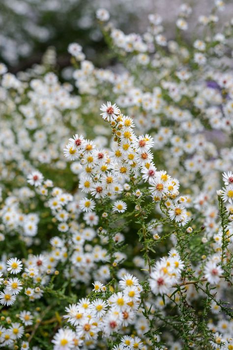 Michaelmas Daisy, Cottage Nursery, Wedding Plants, Prairie Garden, Short Plants, Cosmos Flowers, Growing Seeds, Autumn Beauty, Single Flower