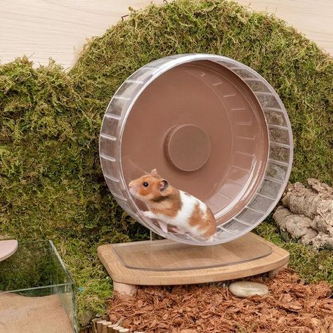 Hamster Running, Hamster Accessories, Hamster Toys, Hamster Wheel, Exercise Wheel, Golden Bear, Pet Mice, Cute Hamsters, Bird Bath