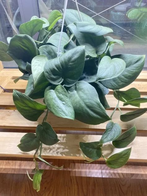 Inside Plants, Pothos Plant, Trailing Plants, Yard Work, Yellow Leaves, Plant Needs, Water Plants, Tropical Plants, Hanging Baskets