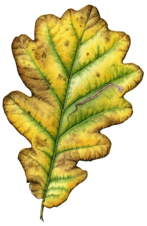 Paint Leaves, Boom Kunst, Watercolor Autumn Leaves, Autumn Leaves Art, Fall Art Projects, Nature Sketch, Larger Than Life, Botanical Artwork, Leaf Drawing