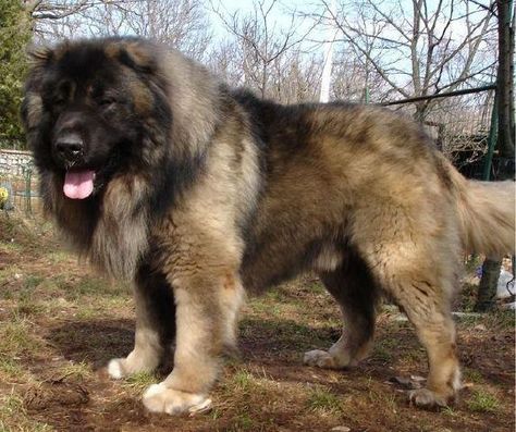 Types of Mastiffs - 10+ - Full List With Photos Russian Bear Dog, Caucasian Ovcharka, Russian Bear, Body Guards, Caucasian Shepherd Dog, Caucasian Shepherd, Temperature Chart, Best Guard Dogs, Expensive Dogs