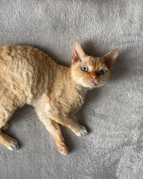 Brown Devon Rex Cats, Devon Rex Aesthetic, Devon Rex Cats Curly, Curly Cats, Laperm Cat, Devon Rex Kittens, Animal Reference Photos, Curly Cat, Devon Rex Cat