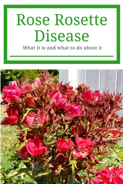 Rose Rosette Disease, Knockout Roses Care, Rosette Disease, Rose Diseases, Curb Appeal Landscape, Pruning Roses, Knockout Roses, Plant Insects, Garden Problems