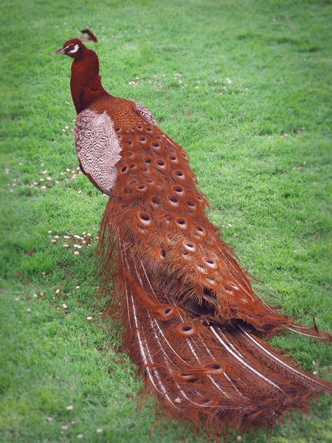 Pavão vermelho. Peacock Pictures, Peacock Bird, Kinds Of Birds, Rare Animals, Tail Feathers, Exotic Birds, Pretty Birds, Colorful Birds, Wild Birds