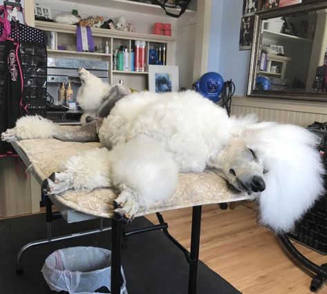 Poodle Leg Grooming, Standard Poodle Grooming Styles, Poodle Grooming Diy, How To Groom A Poodle At Home, Standard Poodle Cuts, Poodle Hairstyles, Standard Poodle Grooming, Standard Poodle Haircuts, Dogs Doodle