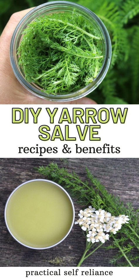 Yarrow Salve Recipe & Yarrow Salve Benefits - Learn how to make yarrow salve this summer! If you're foraging yarrow, you'll want to make this healing herbal salve! herbalism for beginners | herbal remedies recipes Yarrow Salve, Herbal Salve Recipes, Herbal Medicine Recipes, Herbal Remedies Recipes, Medicinal Herbs Garden, Salve Recipes, Herbal Salves, Magia Das Ervas, Herbal Tinctures