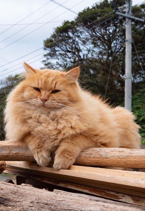 Ginger Persian Cat, Cat Reference Photo, Fluffy Ginger Cat, Rhett Abbott, Orange Persian Cat, Adorable Kittens Funny, Photo Orange, Cat Orange, Cat Reference