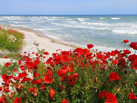 Poppy Field Painting, Australian Painting, Seascape Photography, Scenic Photos, Poppy Painting, Flower Landscape, Sea Painting, Beautiful Locations Nature, Beach Painting