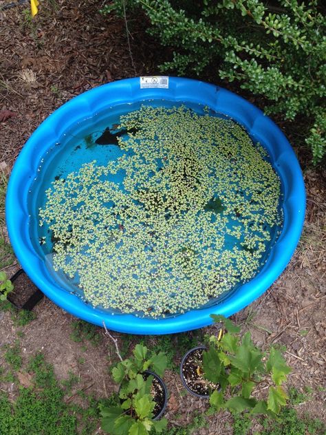 duckweed kiddie pool Growing Duckweed, Kiddie Pool Pond, Diy Pond From Kiddie Pool, Kiddie Pool Garden, Kiddie Pool Fish Pond, Kiddie Pool Garden Raised Beds, Catfish Pond, Aquaculture Aquaponics, Self Cleaning Duck Pond