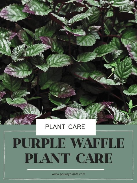 If you're looking for a plant that is safe for pets and is low-maintenance, here's an ultimate care guide for growing an amazing Purple Waffle Plant! Purple Waffle Plant Care, Plant Safe For Cats, Purple Waffle Plant, Waffle Plant, Plant Obsession, Plant Care Guide, Purple Succulents, White Flies, Outdoor Plant