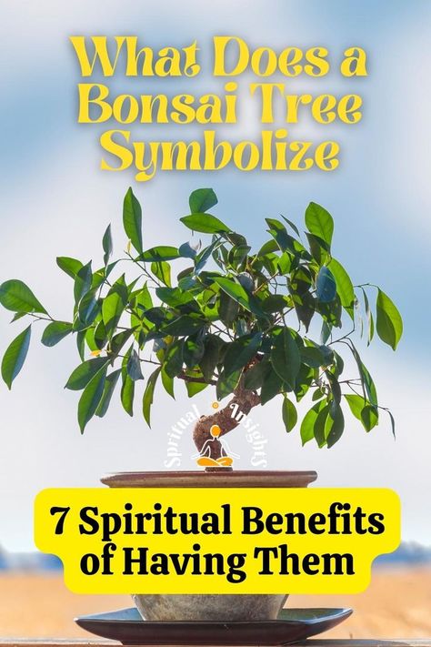 What Does a Bonsai Tree Symbolize & 7 Spiritual Benefits of Having Them Bonsai Tree Meaning, Bonsai Quotes, Bonsai Tree Aesthetic, Bonsai Meaning, Plant Meanings, Ficus Ginseng Bonsai, Ginseng Plant, Tree Meanings, Cherry Blossom Bonsai Tree