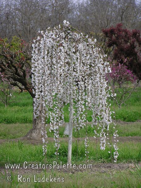 Snow Fountains® Weeping Flowering Cherry (Prunus x cv 'Snofozam'  A beautiful dwarf weeping cherry. In spring graceful cascading branches are covered with single white flowers giving the appearance of a fountain of snow. Lush green summer foliage turns to lovely hues of orange and gold in autumn. New Build Exterior, Fringe Tree, Weeping Cherry Tree, Weeping Trees, Weeping Cherry, Yard Makeover, Flowering Cherry Tree, Farmhouse Landscaping, Cherry Trees