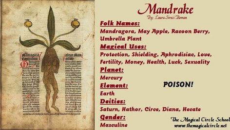 Magical Properties Of - Mandrake Mandrake Root Magical Properties, Witches Herbs, Green Witchery, Mandrake Root, Witch Board, Nature Witch, Magickal Herbs, Witch Herbs, Wiccan Crafts