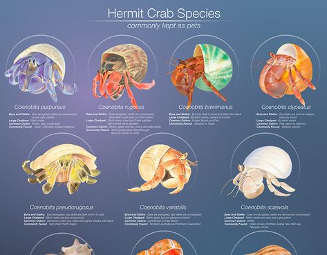 Hermit Crab Species on Behance Hermit Crab Species, Cool Hermit Crab Habitat, Hermit Crab Terrarium, Hermit Crab Tank Ideas, Hermit Crab Enclosure, Hermit Crab Habitat Ideas, Hermit Crab Tattoo, Hermit Crab Art, Species Poster