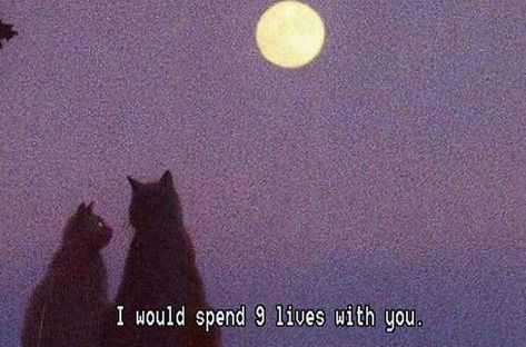 I would spend 9 lives with you... 9 Lives, Arctic Monkeys, Black Cats, Hopeless Romantic, Quote Aesthetic, Pretty Words, Movie Quotes, At Night, The Moon