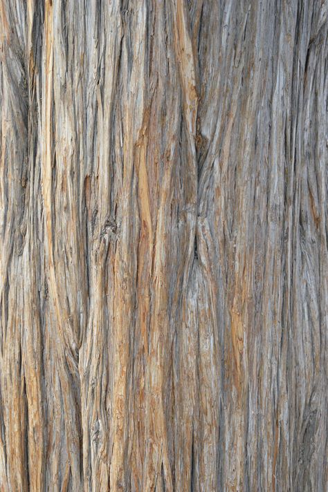 Wood Moodboard, Tree Bark Wallpaper, Tree Trunk Texture, Tree Texture, Tree Bark Texture, Bark Texture, Natural Branches, Wood Bark, Tree Textures