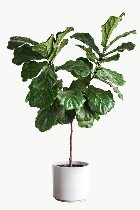 Green plant for decoration on white | premium image by rawpixel.com / Felix Plant Furniture, Botanical Background, Plant Png, Plants House, Fig Plant, Gold Photo Frames, House Plant Pots, Crochet Fairy, Fiddle Leaf Fig Tree