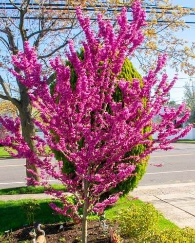 10+ Dwarf Redbud Tree Varieties – World of Garden Plants Rising Sun Redbud, Redbud Trees, Cercis Canadensis, Front Flower Beds, Redbud Tree, Red Bud, Corner Garden, Blooming Trees, Ace Of Hearts