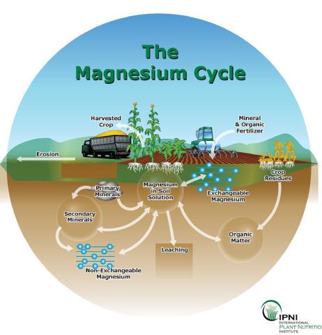 magnesium-cycle Mineral Nutrition, Deficiency Symptoms, Crop Production, Plant Nutrients, Healing Plants, Soil Testing, Parts Of A Plant, Organic Fertilizer, Organic Matter