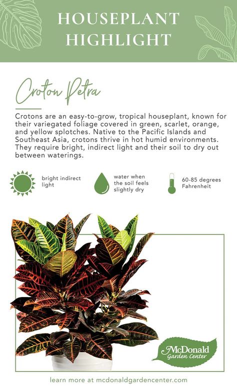 Caring for your croton Petra Petra Croton Plant, Petra Croton Plant Care, Croton Petra Plant Care, Croton Plant Indoor, Petra Croton, Types Of House Plants, Crotons Plants, Croton Plant Care, Croton Petra