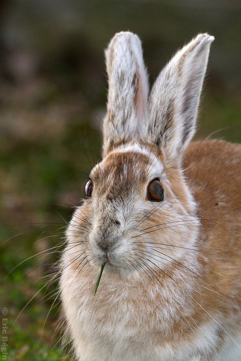 Snowshoe Hare / Lièvre d'Amérique | He's adorable! Flickr - Photo Sharing! Hare Photo, Snowshoe Hare, Cutest Bunny Ever, Nature Tour, Bunny Pictures, Snow Shoes, Hamsters, Large Animals, Sweet Animals