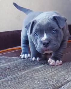 Pitbull Terrier Puppies, Cute Pitbull Puppies, Pitbull Dog Puppy, Bully Breeds Dogs, Blue Nose Pitbull, Super Cute Puppies, Baby Animals Pictures