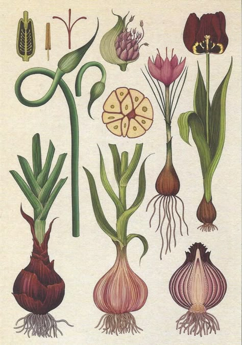 Allium Botanical Illustration, Onion Botanical Illustration, Garden Plants Drawing, Garlic Botanical Illustration, Vintage Botanical Art, Scientific Illustration Botanical, Onion Tattoo, Tulip Botanical Illustration, Onion Painting