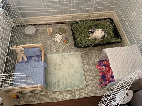 Bunny Cages Aesthetic, Rabbit Apartment Set Up, Bed With Rabbit Cage, Indoor Rabbit Habitat Bunny Room, C&c Bunny Cage, Bunny Room, Bunny Mom, Bunny Cages, Rabbit Care