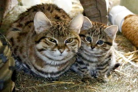 A Black-footed Cat at Utah’s Hogle Zoo gave birth to a single kitten on August 23. Mom and kitten can now be seen on-exhibit in the Zoo’s Small Animal Building. Although the kitten has had several vet Dangerous Cat, Black Footed Cat, Cat Species, In The Zoo, Wild Beauty, Cat Photography, Animal Photo, Nature Animals, Cat Photo