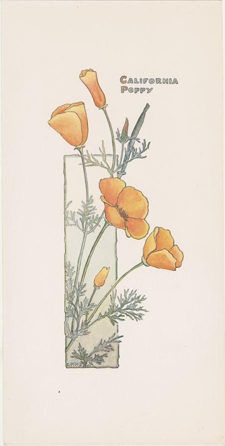 Poppy Botanical Illustration, Fiori Art Deco, California Poppy Tattoo, Poppy Botanical, Poppies Tattoo, Poppy Art, Botanical Tattoo, Poppy Print, Abstract Illustration