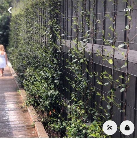 Vine Garden Wall, Vines In Garden, Star Jasmine Privacy Screen, Jasmine Garden Ideas, Star Jasmine Trellis Fence, Star Jasmine Fence, Jasmine Trellis Wall, Star Jasmine Wall, Vine On Fence