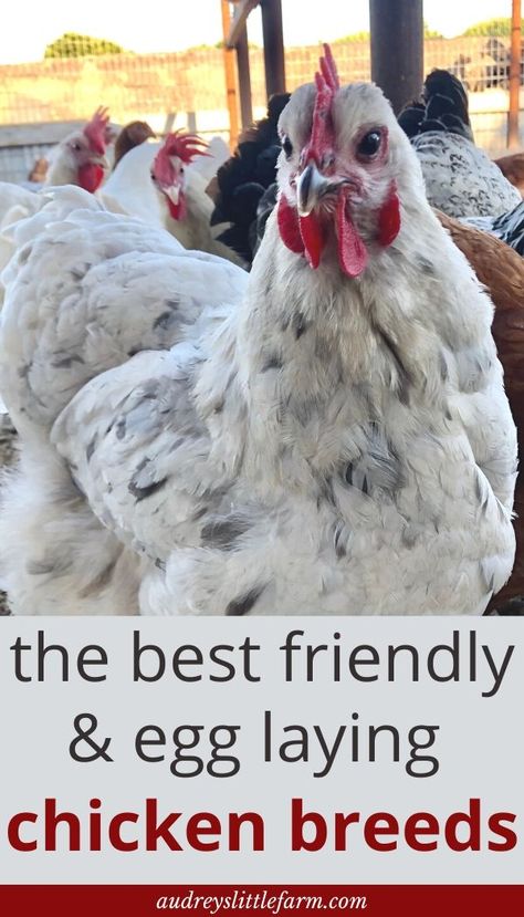 Egg Laying Chickens For Beginners, How To Have Chickens For Eggs, Quail And Chicken Coop, Best Backyard Chickens, Farm Animals For Beginners, How To Make Your Chickens Friendly, Best Food For Chickens, Different Chicken Breeds, Chicken Accessories Ideas