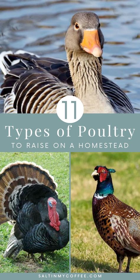 Homestead Livestock, Keeping Ducks, Geese Breeds, Types Of Ducks, Small Homestead, Raising Turkeys, Backyard Ducks, Duck Breeds, Raising Quail