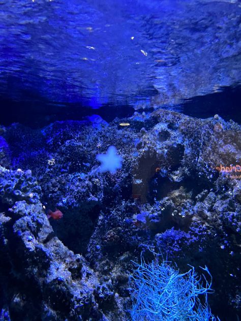 Underwater Astethic, Ocean Life Wallpaper, Midnight Zone Ocean, Blue Ocean Aesthetic, Blue Sea Creatures Aesthetic, Blue Underwater Aesthetic, Ocean Life Photography, Dark Aquarium Aesthetic, Aquarium Pictures