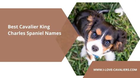 420 Best Cavalier King Charles Spaniel Names Cavalier King Charles Spaniel Names, Puppies Names Female, Cute Puppy Names, Dog Commands, Cavalier King Charles Dog, King Charles Dog, Puppy Names, Spaniel Dog, Obedience Training