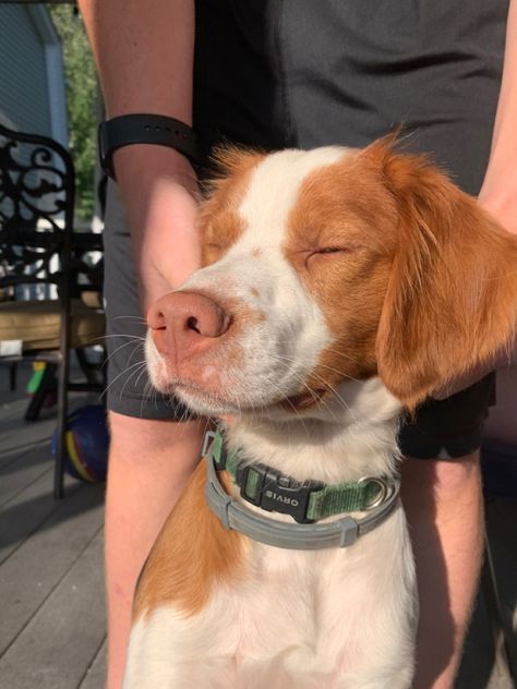 Brittany Spaniel Aesthetic, Britanny Dog, Brittney Dog, Britney Spaniel Dog, Majestical Animals, Britney Spaniel, Brittney Spaniel, Brittany Spaniel Puppies, Brittany Puppies