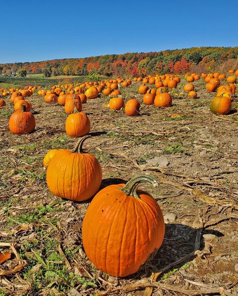 Fall is in the air at Yenser's Tree Farm! 🎃🌽 Pick the perfect pumpkin, find your way out of the corn maze, conquer the obstacle course in the kid's zone, take the reindeer train, and fire corn from a canon. Cider donuts, apple cider, farm-grown mums, and a gift shop are also available for all your decorating needs. 🍁 🗓️ Weekends from September 21st to October 20th 👉 @yenserstreefarm 📍 Lehighton, PA #PoconoMtns #PoconoMountains #FallVibes #PumpkinPatch Fall Is In The Air, Pocono Mountains, Corn Maze, Find Your Way, Kids Zone, Obstacle Course, Fall Feels, Tree Farm, Tree Farms