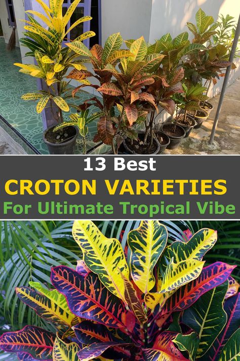 Croton Garden Ideas, Croton Garden Landscapes, Croton Plant Indoor, Croton Varieties, Crotons Plants, Euphorbia Plant, Croton Plant, Mango Plant, Florida Landscaping