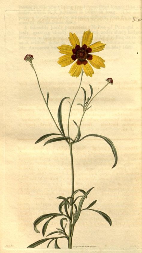 Coreopsis tinctoria Geel/Oranje Coreopsis Tinctoria, Coreopsis Flower, Missouri Botanical Garden, John James Audubon, Vintage Botanical Prints, Plant Art, Vintage Botanical, Botanical Illustration, Vintage Wall Art