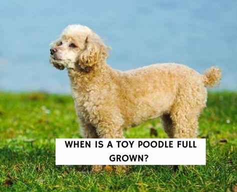 Toy Poodle Full Grown, Poodle Full Grown, Toy Poodle Size, 6 Month Old Toys, Phantom Poodle, Tiny Dog Breeds, Poddle, Male Toys, Toy Poodles