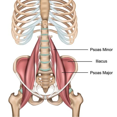 The Psoas Muscle: Ultimate Guide To This Muscle - Yoganatomy Psoas Major, Femoral Nerve, Back Spasm, Piriformis Stretch, Psoas Muscle, Lower Abdomen, Major Muscles, Muscle Tissue, Easy Yoga