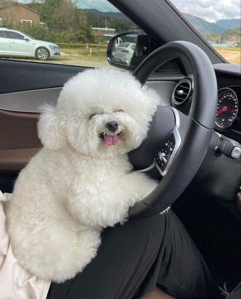 Save-Follow🤍 Bichon Dog, Bichon Frise Puppy, Bichon Frise Dogs, Cute Small Animals, Lovely Friends, Cute Animals Puppies, Animal World, Cute Dog Pictures, Caption This