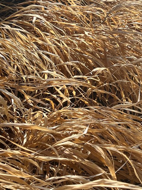 Yellow grass, hay, wheat feild Hay Field Aesthetic, Hay Aesthetic, Grass Hay, Edgy Wallpaper, Yellow Aesthetic