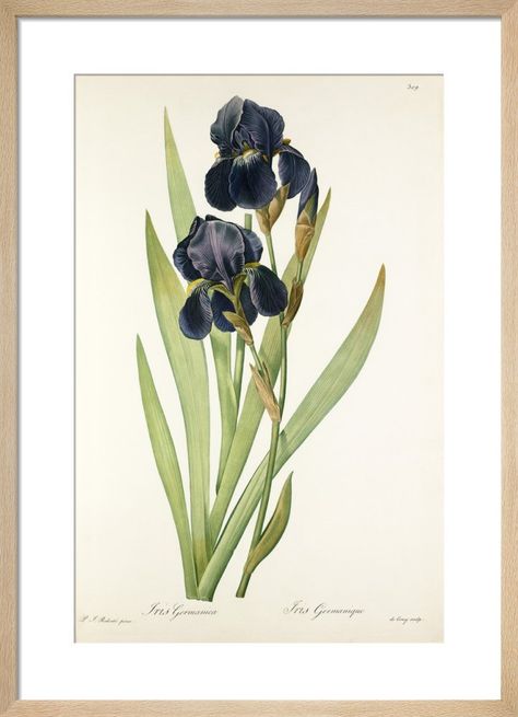 Iris germanica Art Print by Pierre Joseph Celestin Redouté | King & McGaw Art Pierre, Illustration Botanique, Antique Illustration, Purple Iris, Hur Man Målar, Iris Flowers, Rock Design, Irises, Flower Illustration