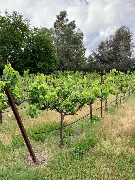 Home Vineyard, Mini Vineyard, Tiny Villa, Vineyard Cottage, Backyard Vineyard, Small Vineyard, Grape Tree, Grape Vineyard, Vineyard House