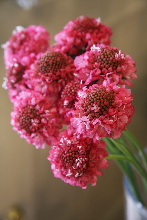 scabiosa Moco Rose Royal Bouquet, Wedding Recipes, Greek Garden, Flower Varieties, Pink Garden, Love Rose, Wedding Food, Ikebana, My Flower